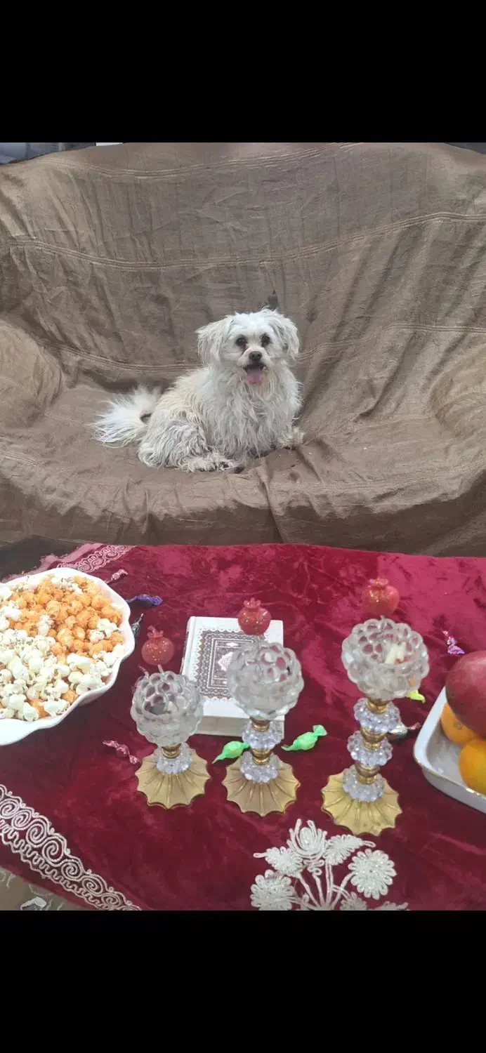 سگ گمشده|سگ|بم, |دیوار