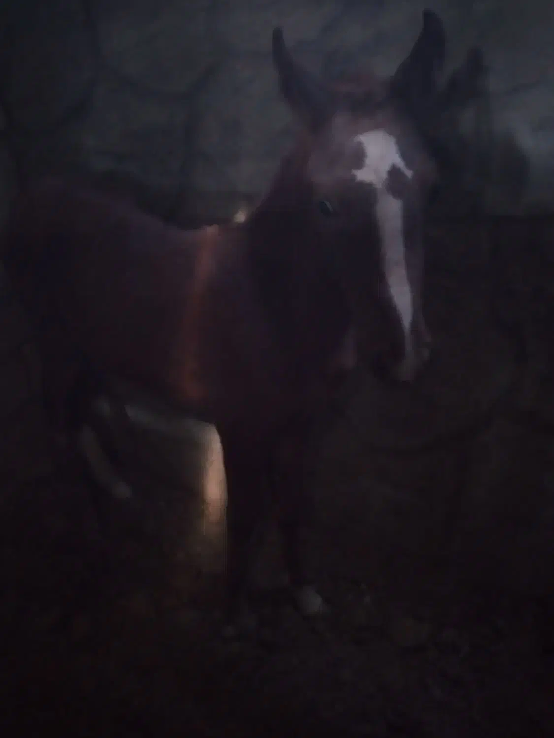 کره کرند مادیون معاوضه کری سهیل مریخ|اسب و تجهیزات اسبسواری|اصفهان, رهنان|دیوار