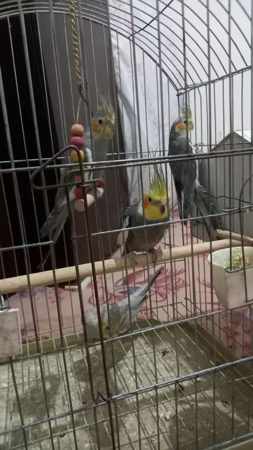 عروس هلندی|پرنده|هشتگرد, قاسم آباد بزرگ|دیوار