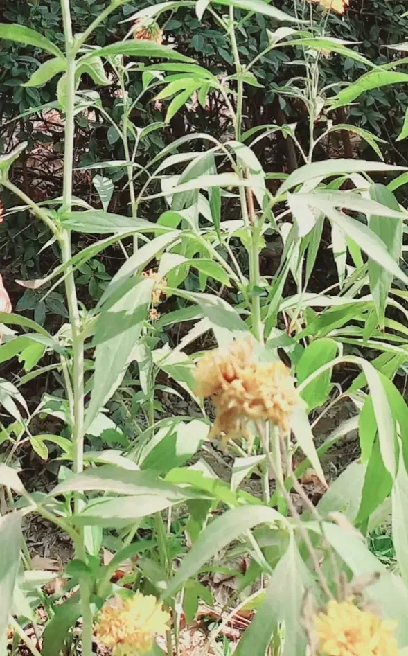 خریدار آب ملکی از موتور پمپ اتحاد آیسک(زردکی)|خدمات باغبانی و درختکاری|آیسک, |دیوار