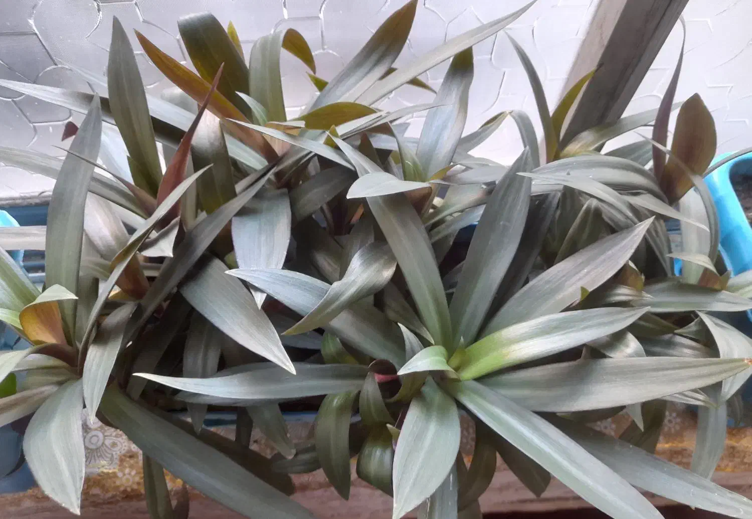 گل طبیعی|گل و گیاه طبیعی|هرسین, |دیوار