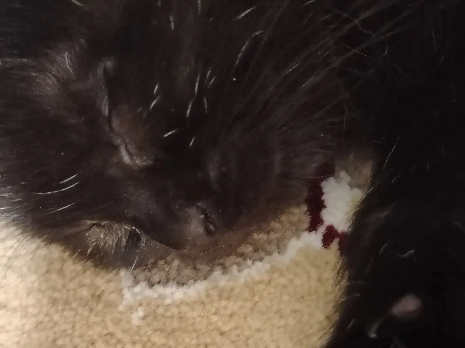 گربه دوماهه بازیگوش سالم|گربه|مشهد, شهید بصیر|دیوار