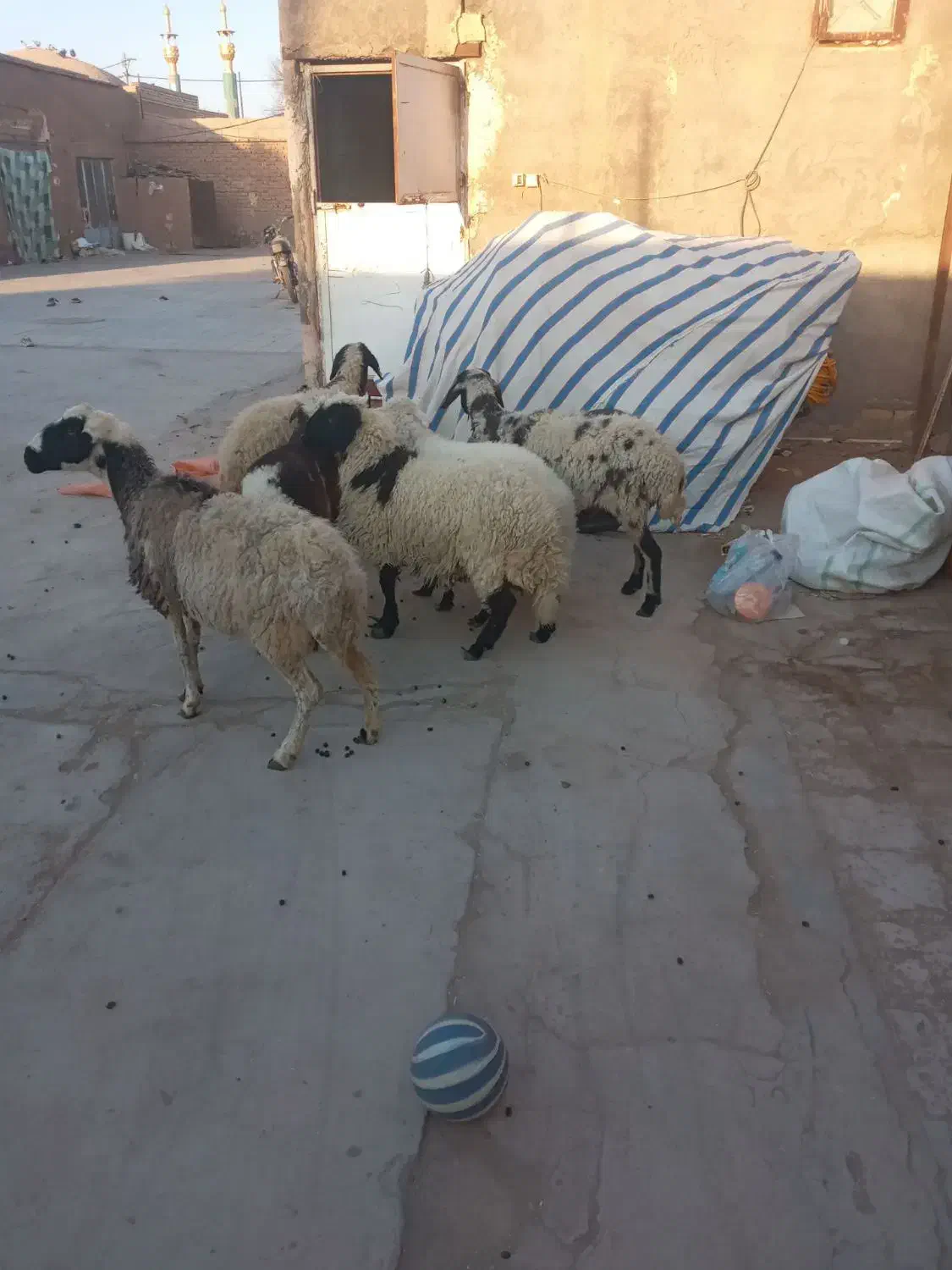 میش زاییده|حیوانات مزرعه|رفسنجان, |دیوار