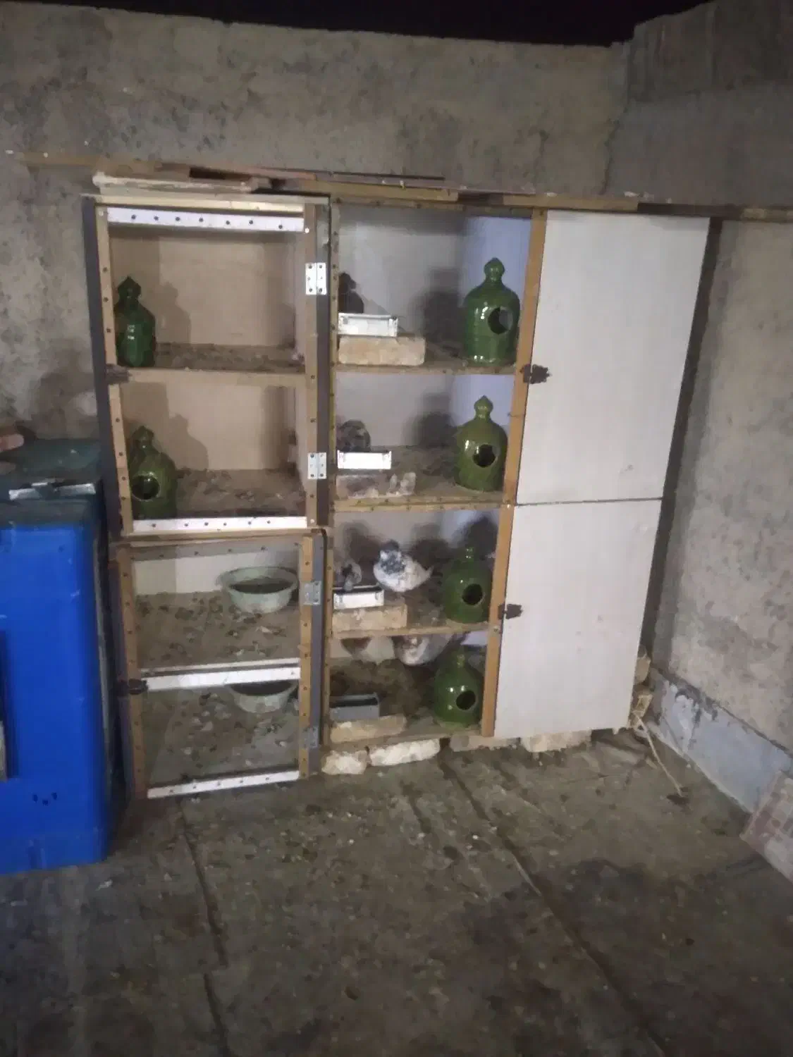 کفتر جفت کنی کفتر|لوازم جانبی حیوانات|رباطکریم, شترخوار|دیوار