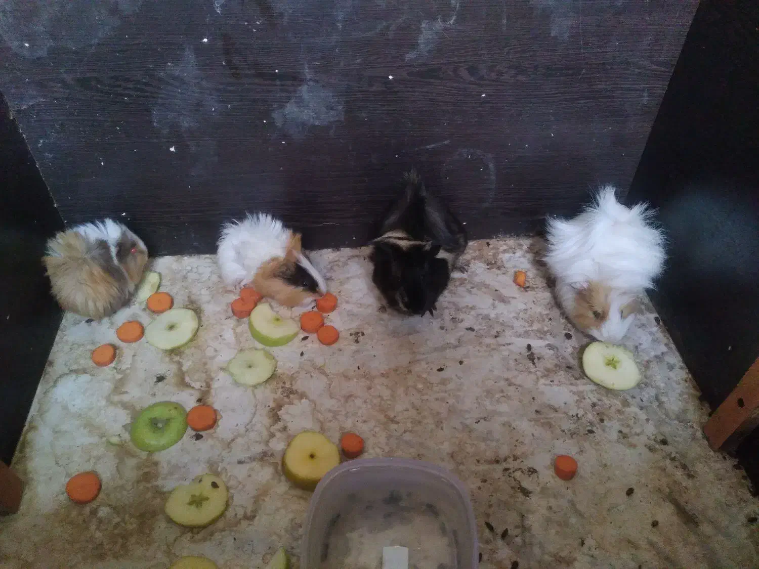 خوکچه هندی|موش و خرگوش|کاشمر, |دیوار