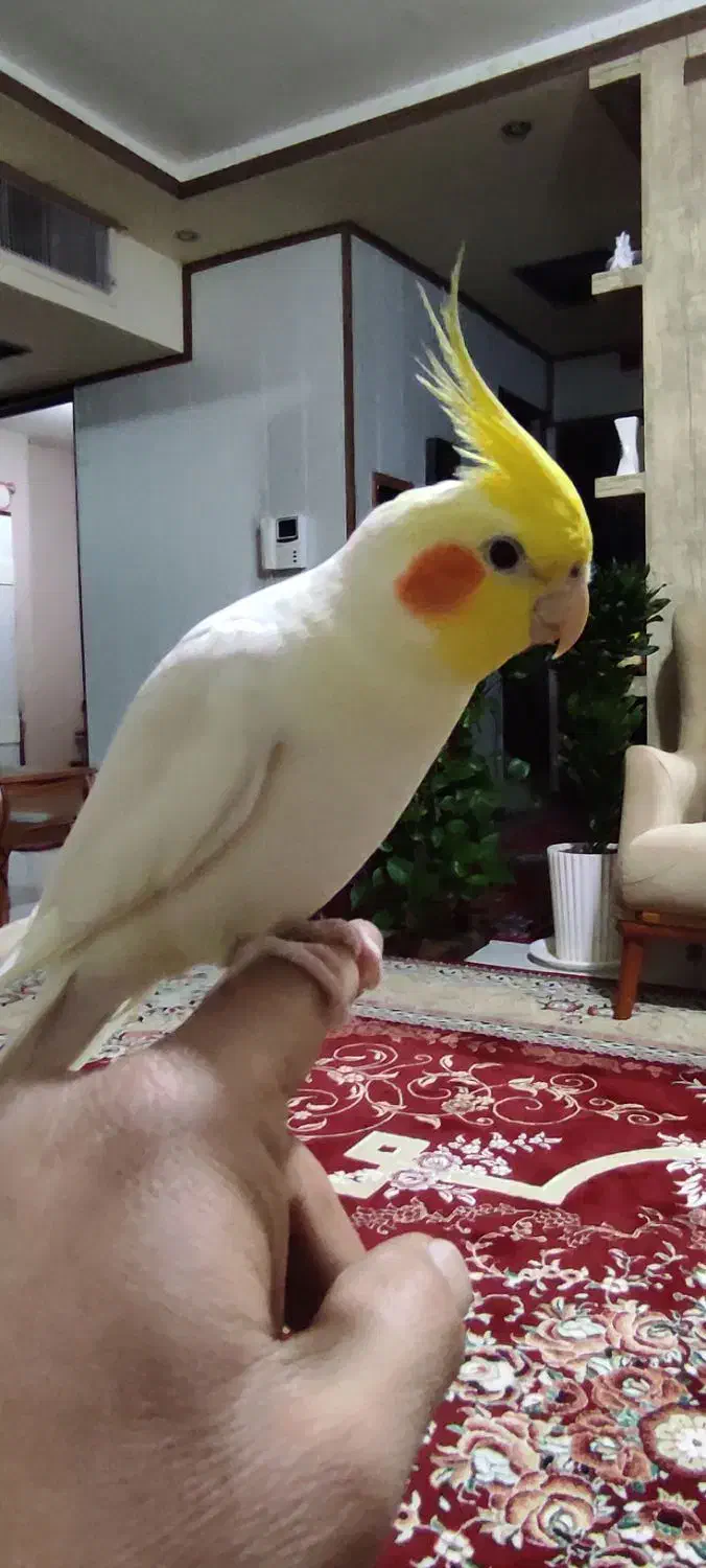 عروس هلندی لوتینو کاملا دستی و خونگی|پرنده|اصفهان, دهنو|دیوار