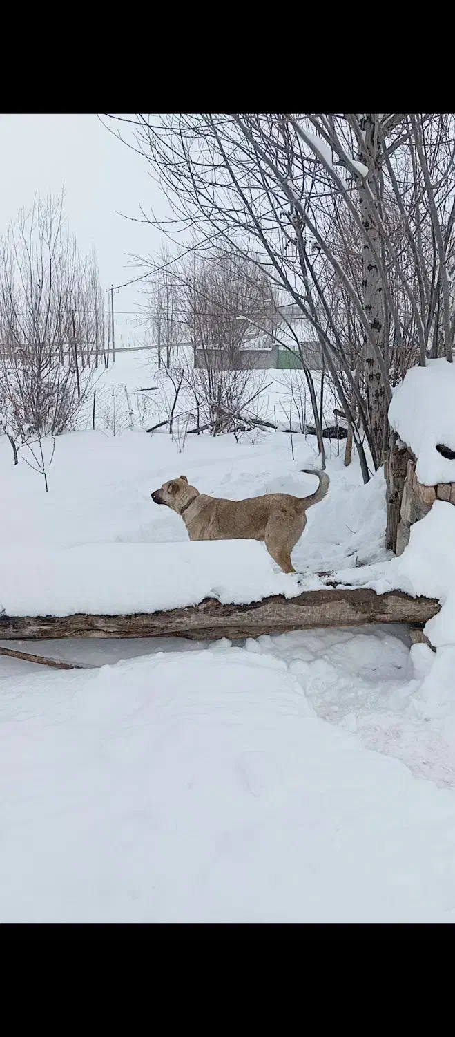 ماده سرابی گله دارشکم طلا|سگ|اهر, |دیوار