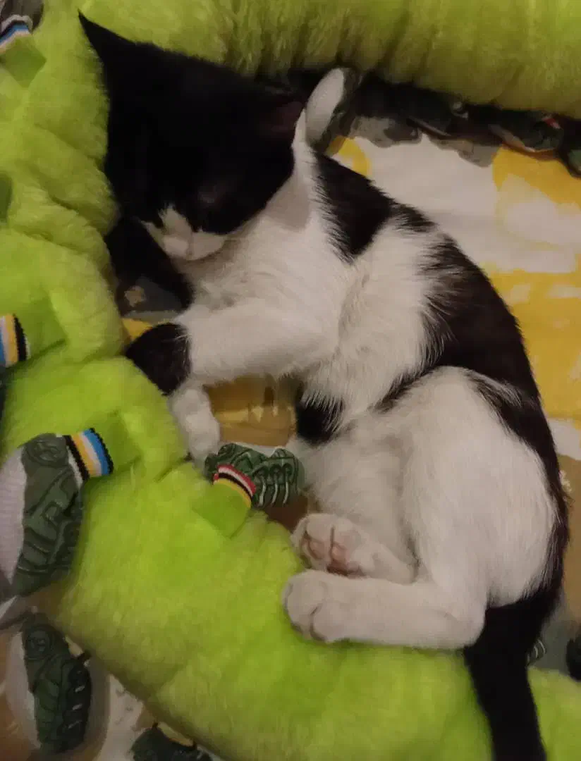 واگزاری|گربه|ارومیه, |دیوار