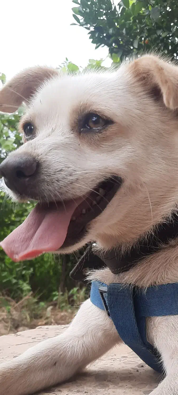 سگ پامر اشپبتز|سگ|رودسر, |دیوار