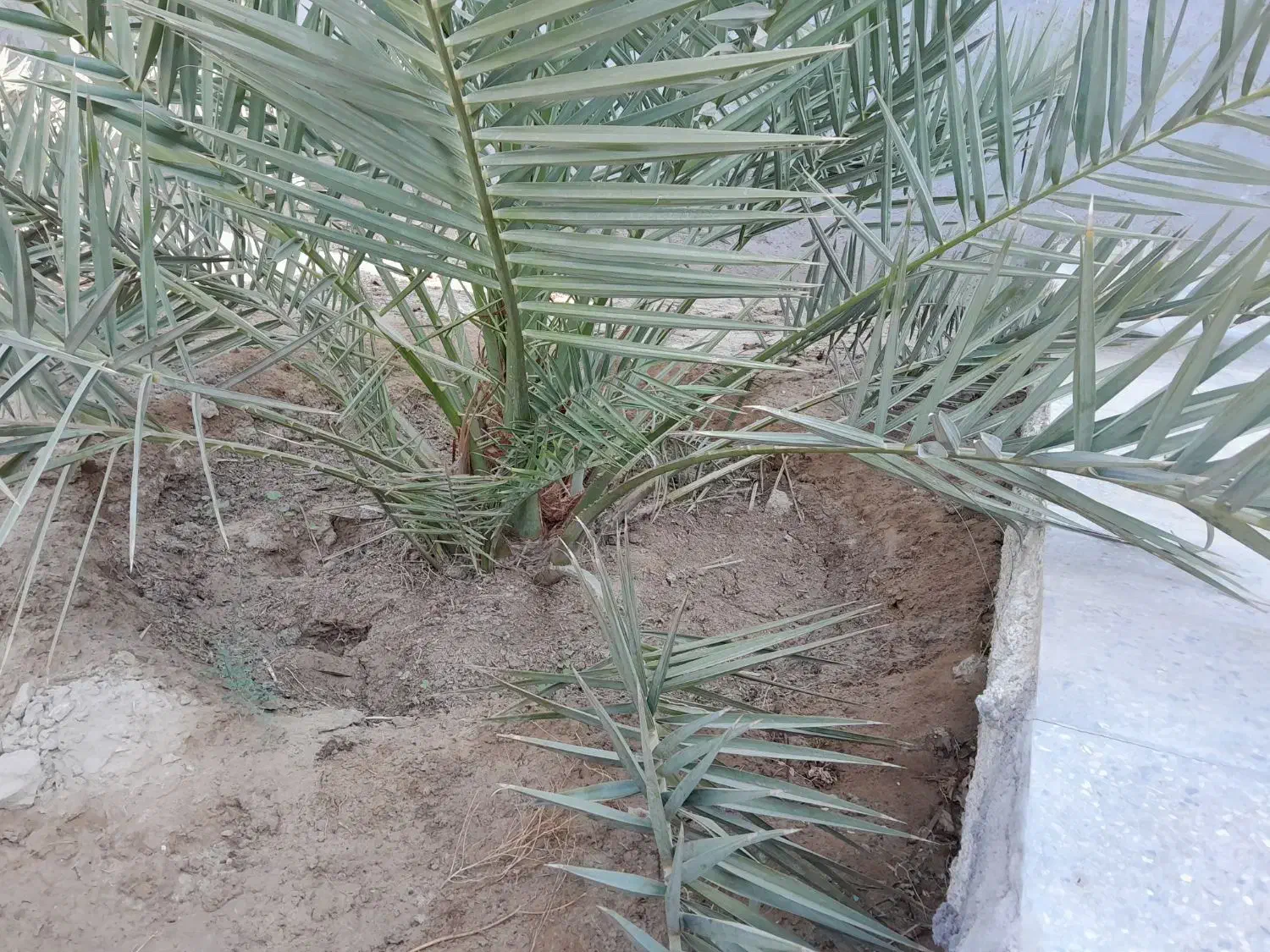 نخل قصب خنیزی خاصویی|گل و گیاه طبیعی|خورموج, |دیوار