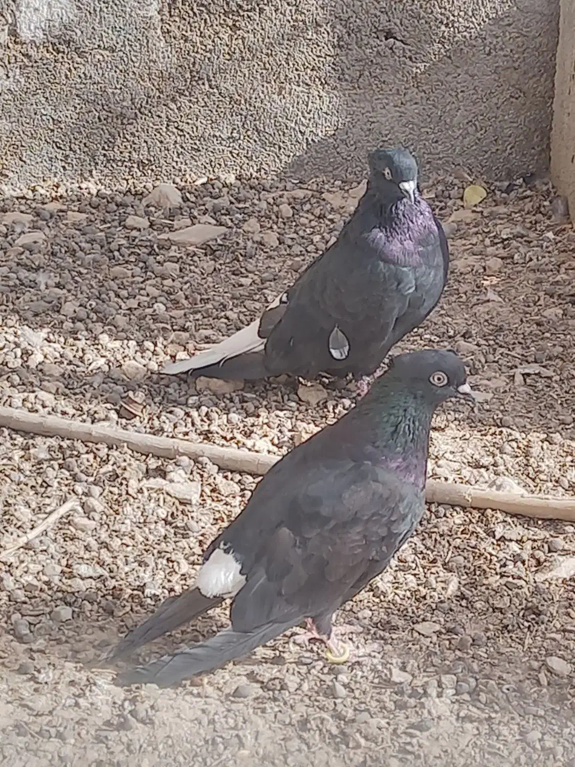 زاغ دم سفید نروماده|پرنده|دوگنبدان, |دیوار