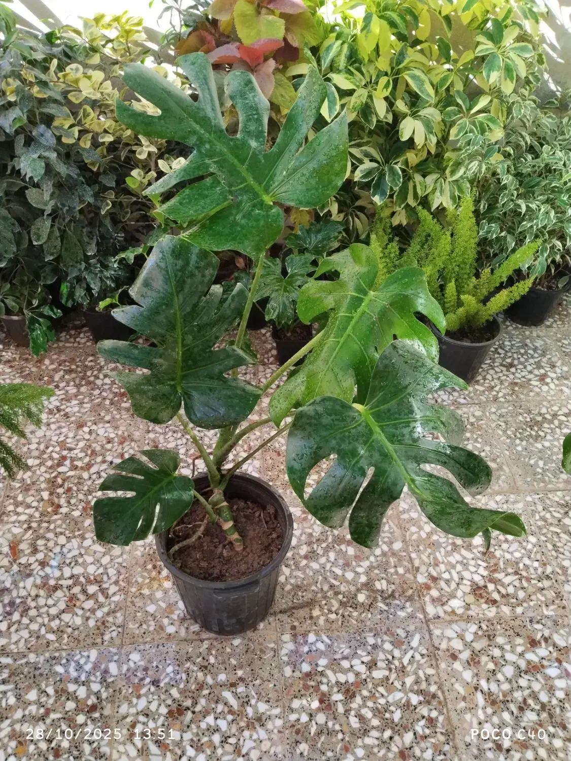 گل آپارتمانی|گل و گیاه طبیعی|قم, زاد|دیوار