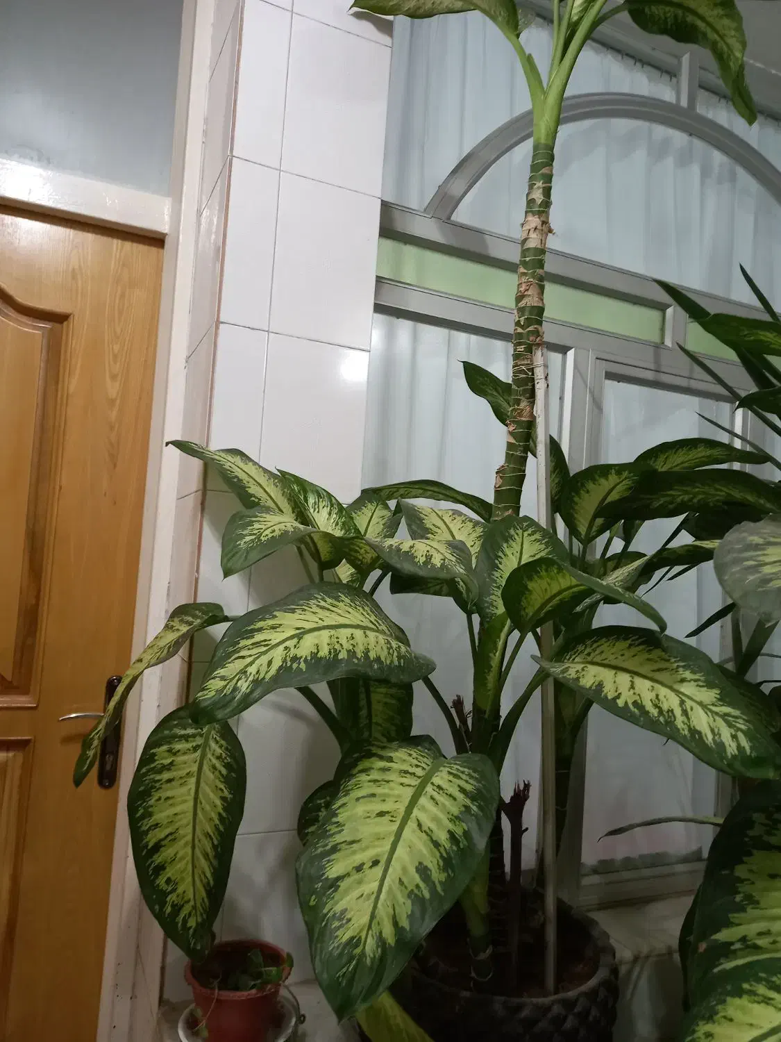 گل دیفن باخیا|گل و گیاه طبیعی|فلاورجان, |دیوار