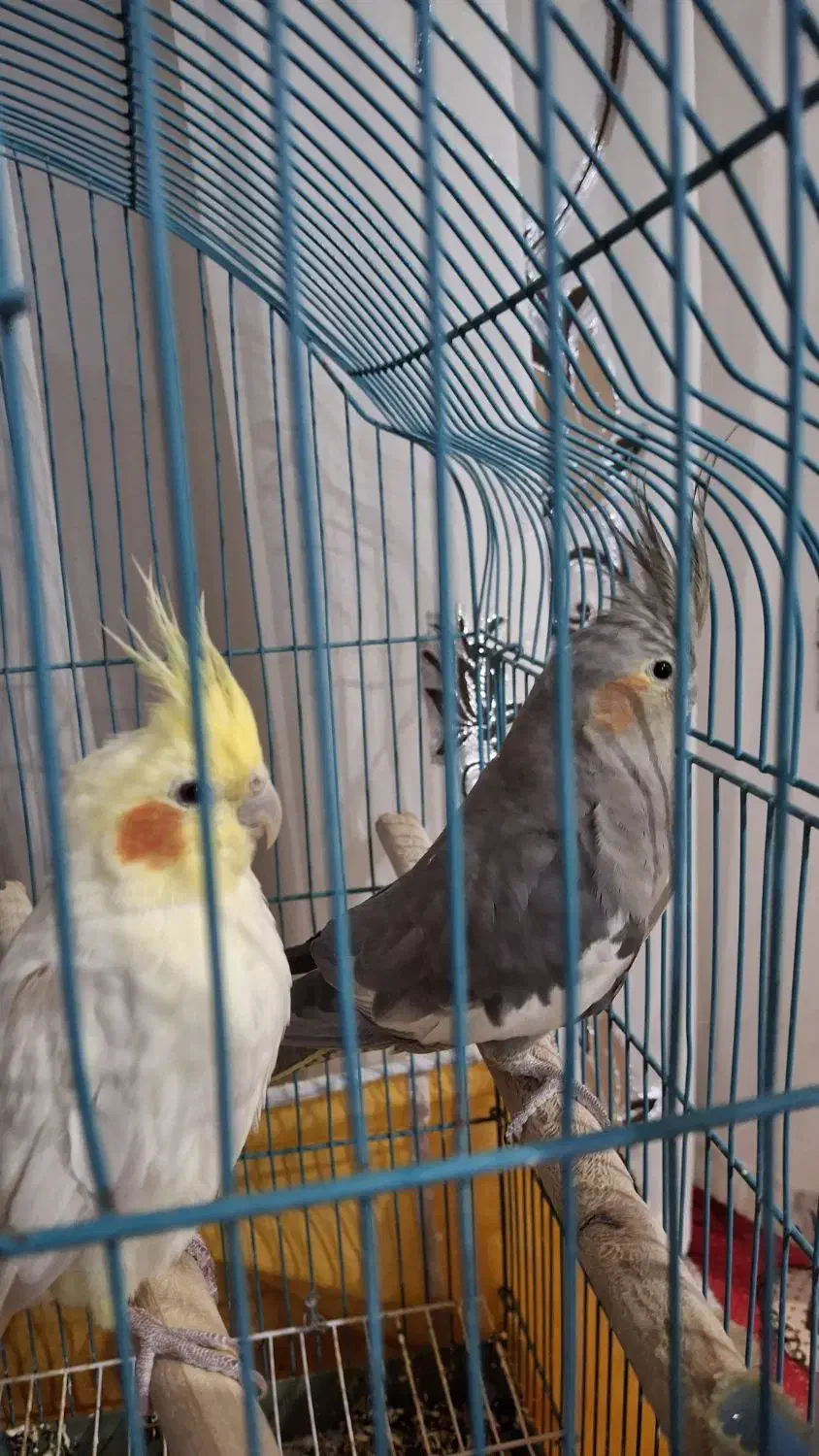 عروس هلندی نرو ماده|پرنده|زرین دشت (همدان), |دیوار