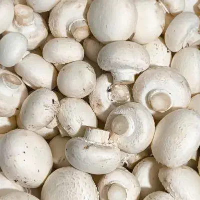 سرمایه گذاری در کارخانه قارچ صنعتی (فعال)|استخدام مالی، حسابداری، حقوقی|هشتگرد, سعید آباد|دیوار