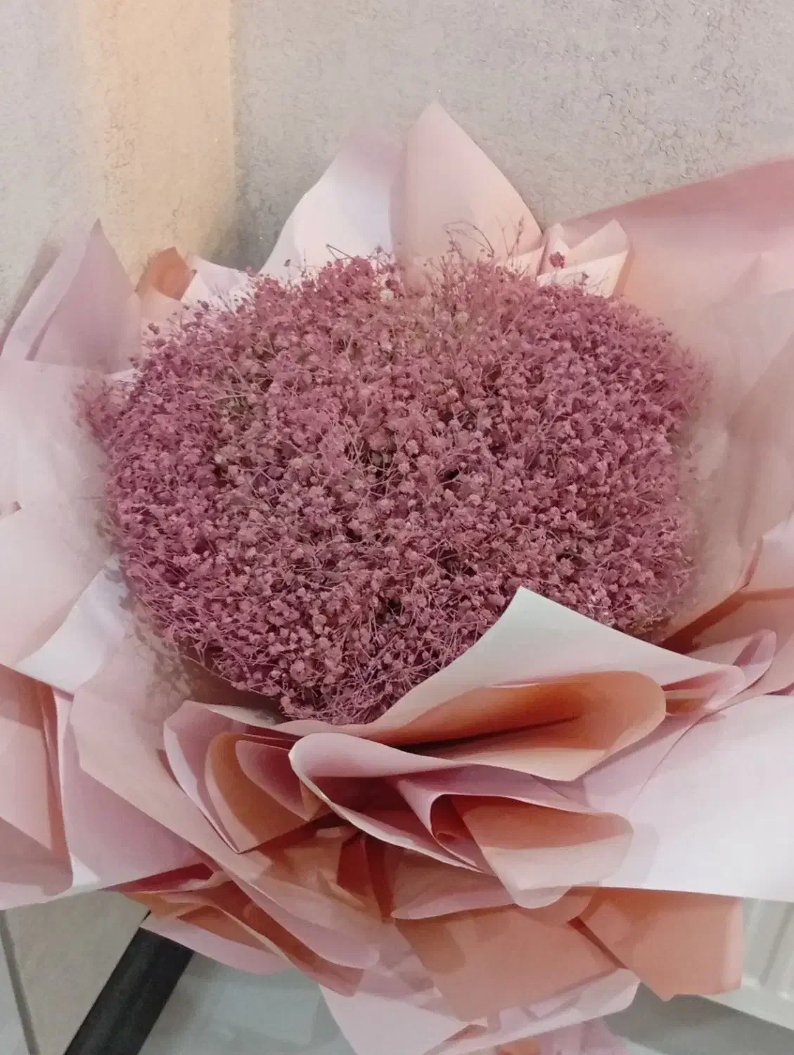 گل خشک ژیپوسفیلا صورتی|گل و گیاه طبیعی|کرج, گلشهر|دیوار