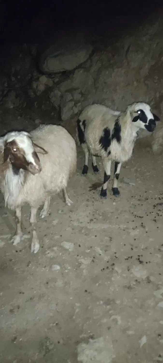 قوچ|حیوانات مزرعه|سارال, |دیوار