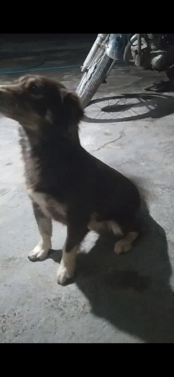 سگ پاپی|سگ|تربت جام, جامرود|دیوار