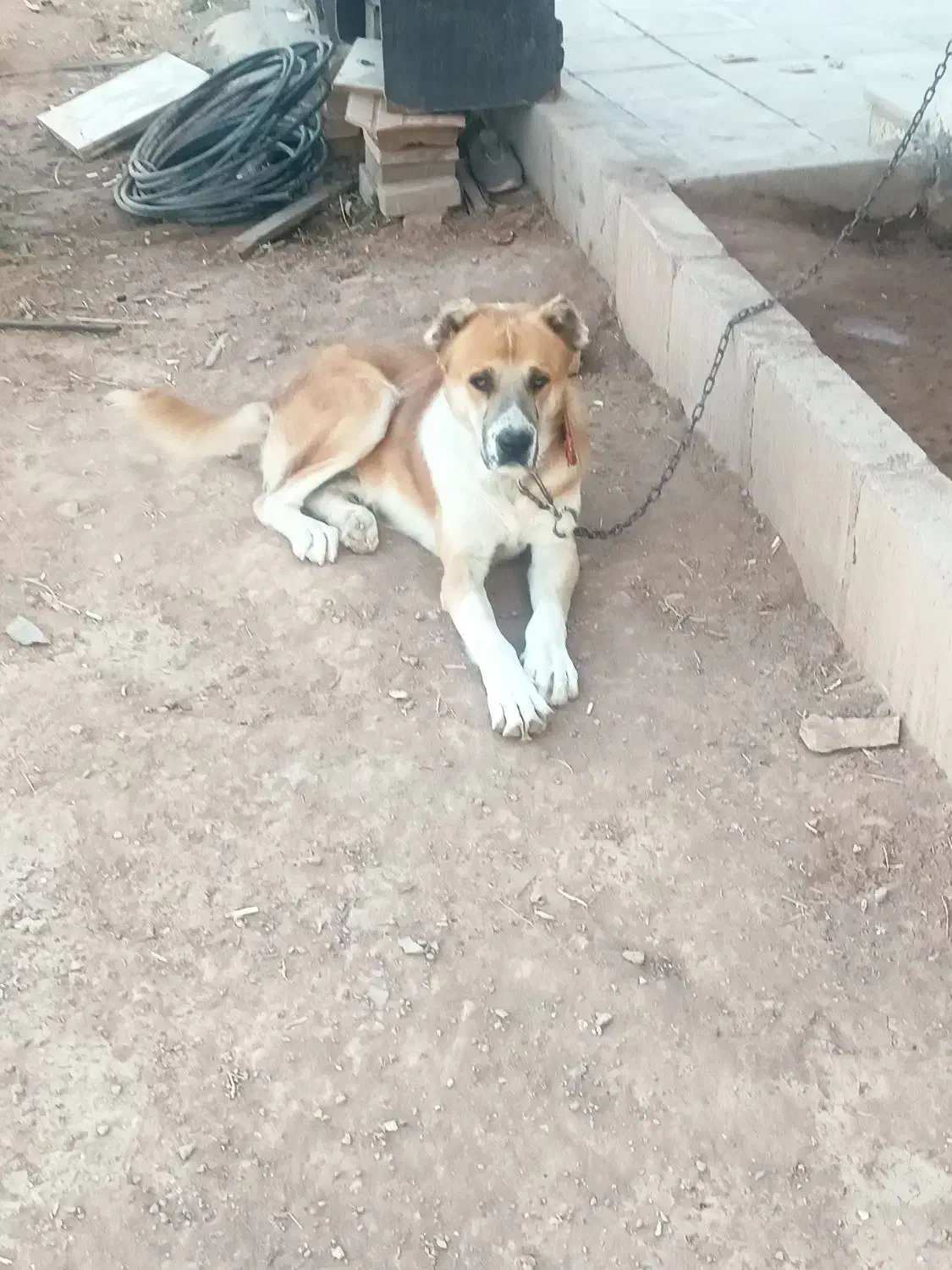 واگذاری، سگ سراب|سگ|اشتهارد, |دیوار