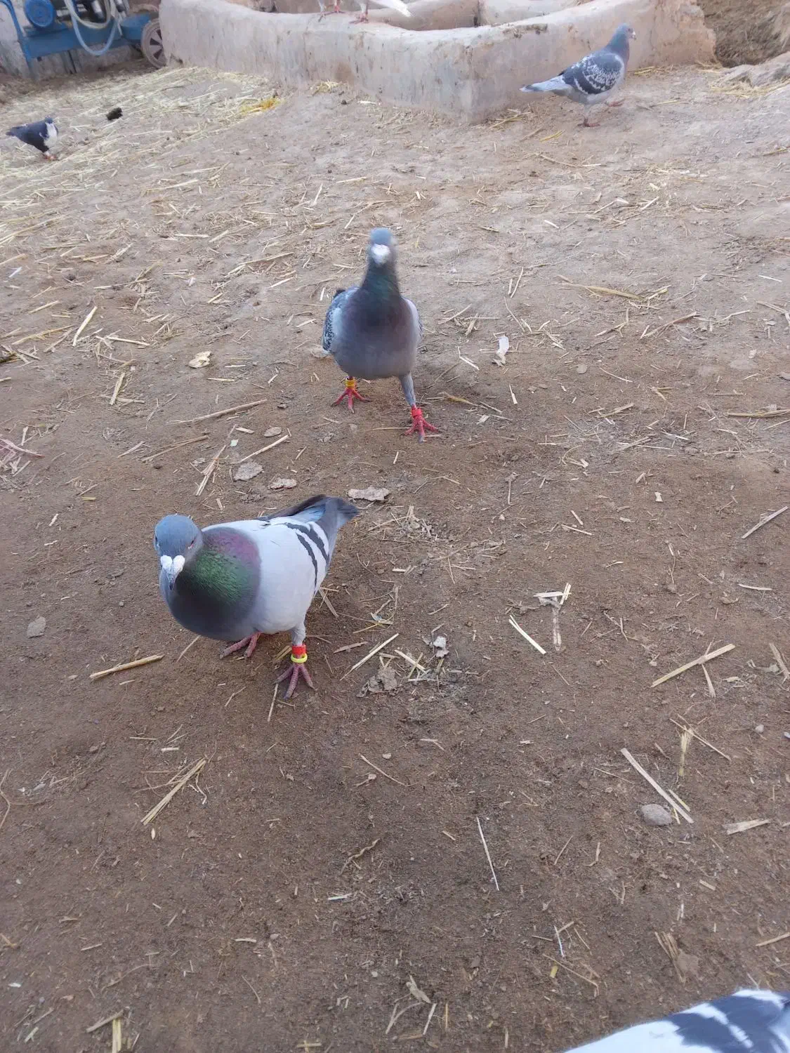 کبوتر|پرنده|تربت‌حیدریه, باغ سلطانی|دیوار