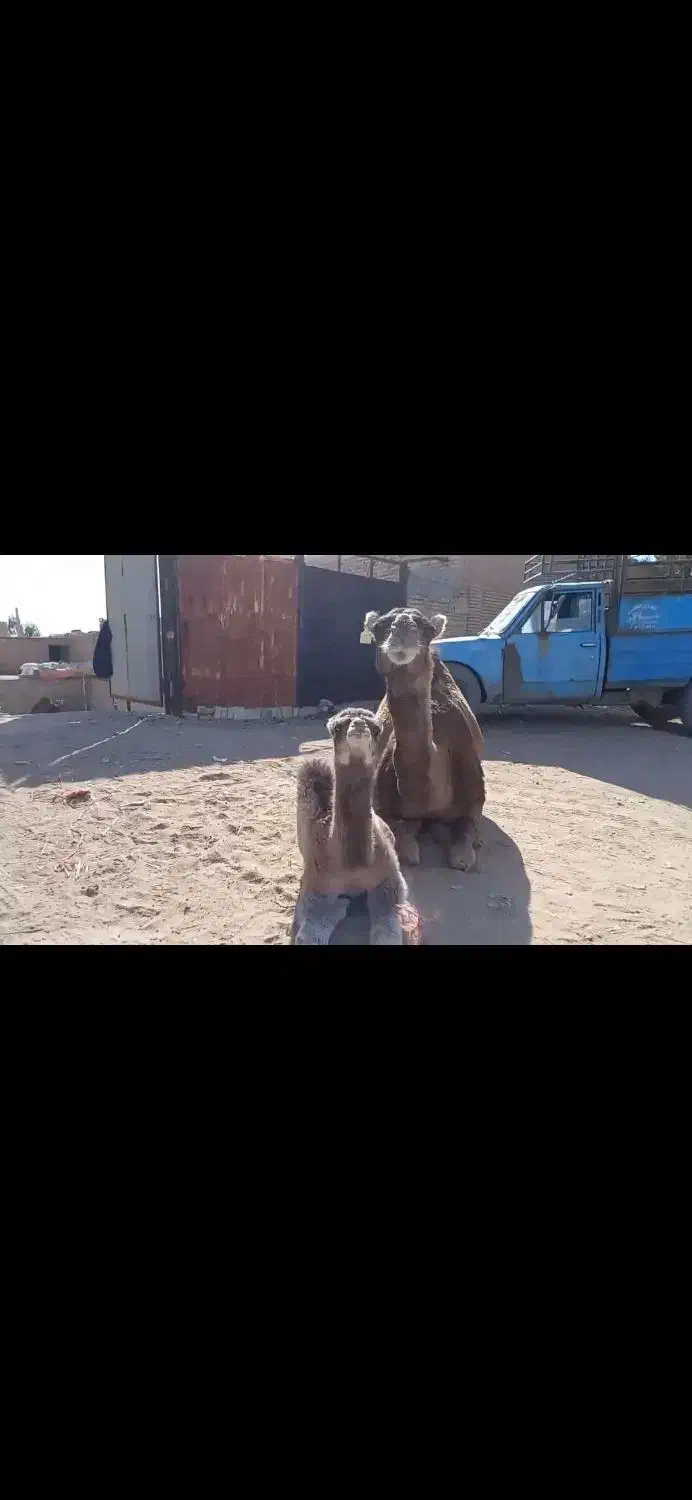 شتر زاییده|حیوانات مزرعه|مروست, |دیوار