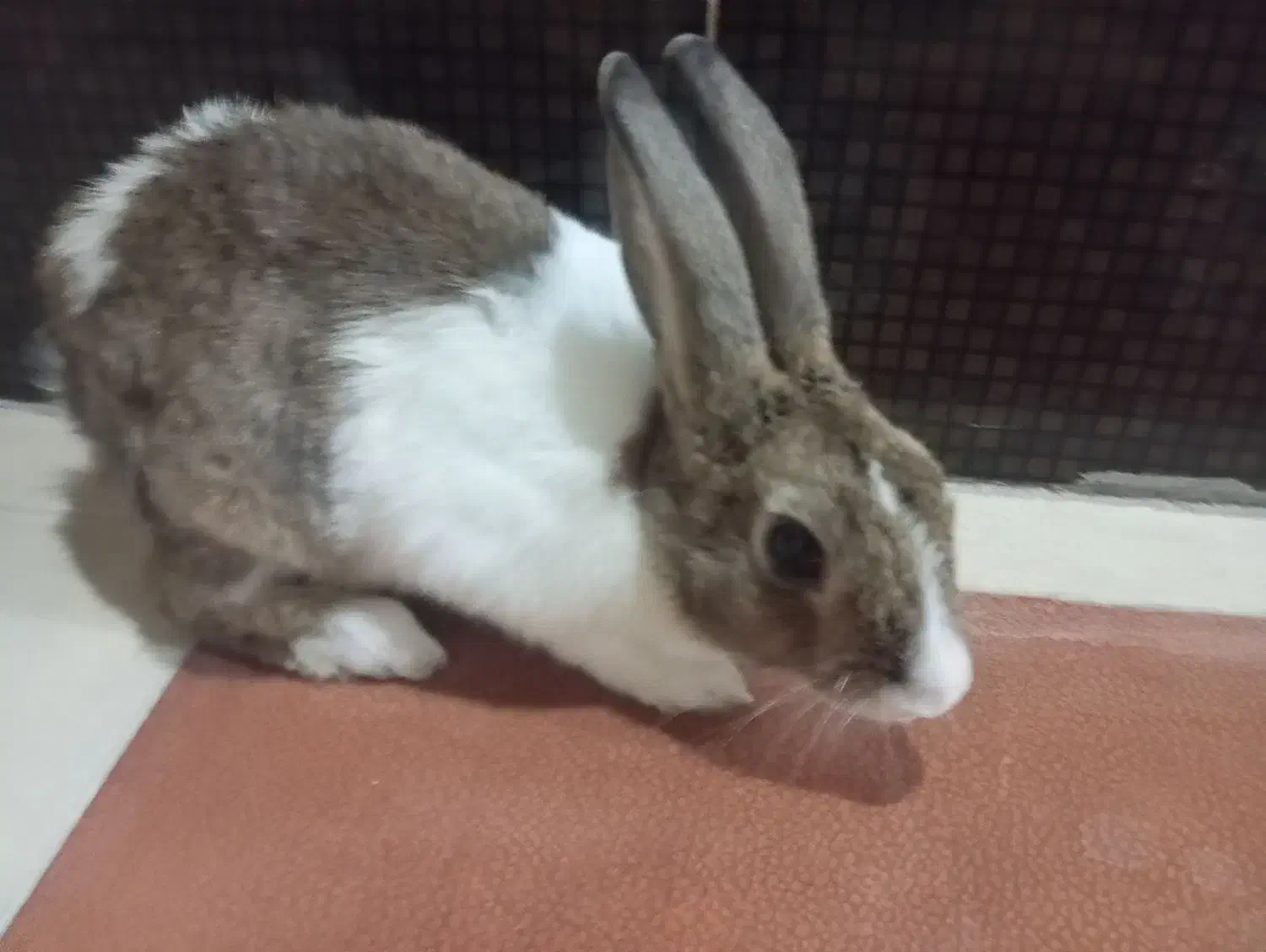 خرگوش نر|موش و خرگوش|بندر ماهشهر, |دیوار