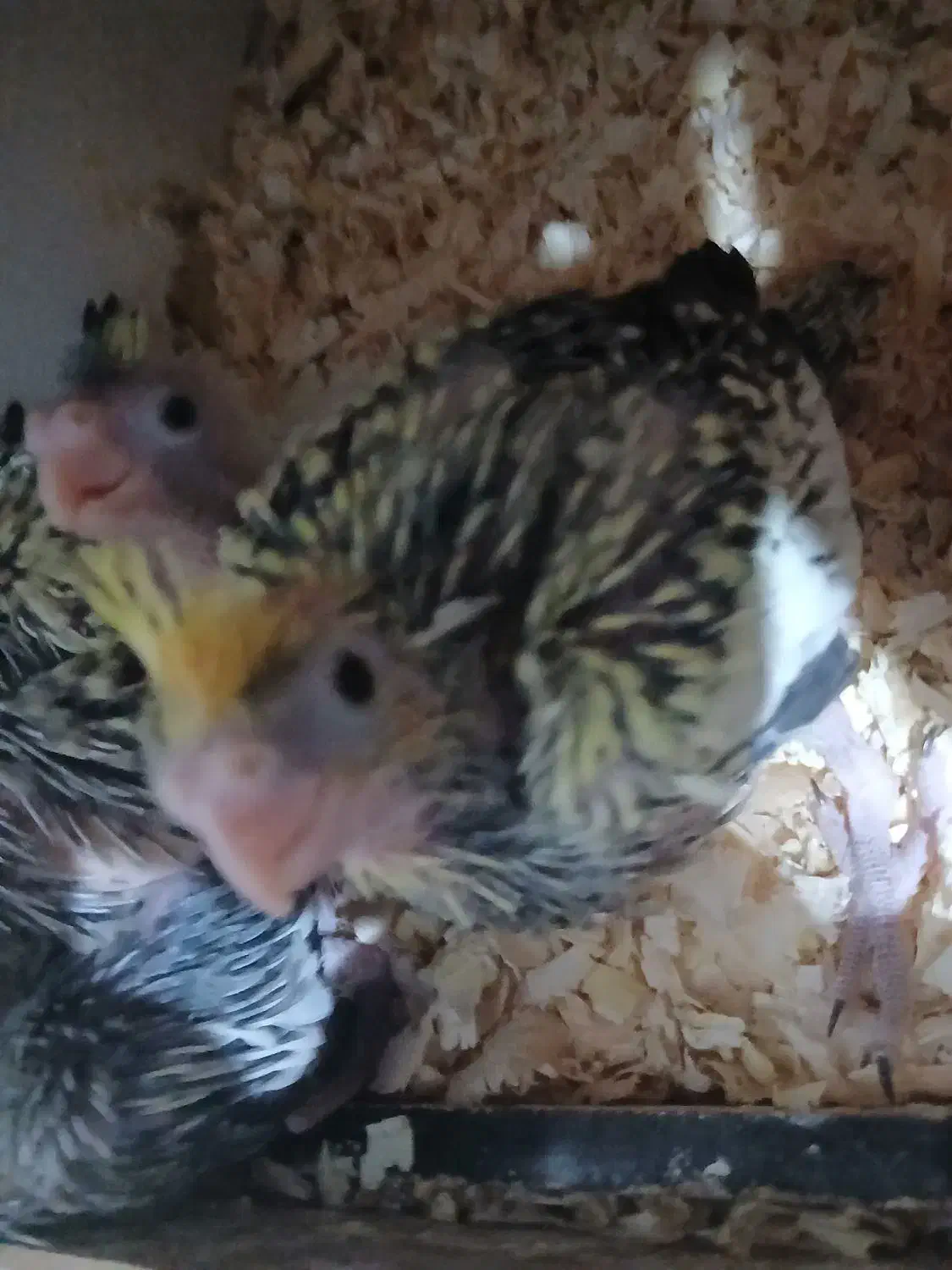 جوجه عروس هلندی سرلاکی|پرنده|مشکیندشت, |دیوار