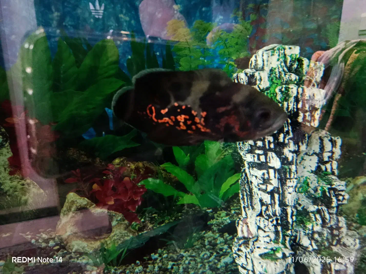 ماهی اسکار سالم وسرحال|ماهی|تهران, مجیدیه|دیوار