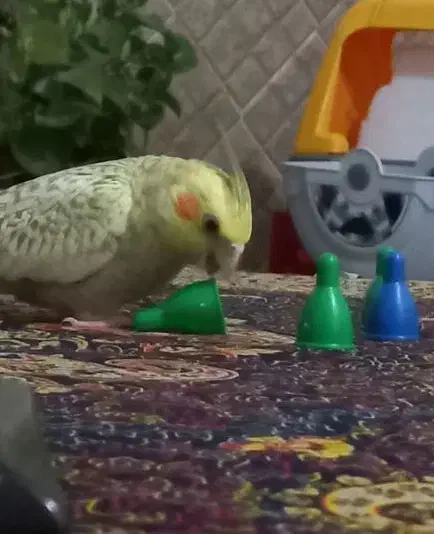 کم شده در محدوده معراج کوی امام هادی|حیوانات|بجنورد, |دیوار