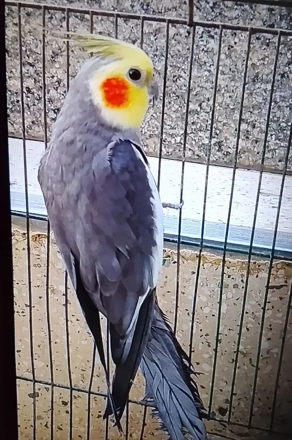 یه جفت عروس هلندی نر و ماده|پرنده|باسمنج, |دیوار