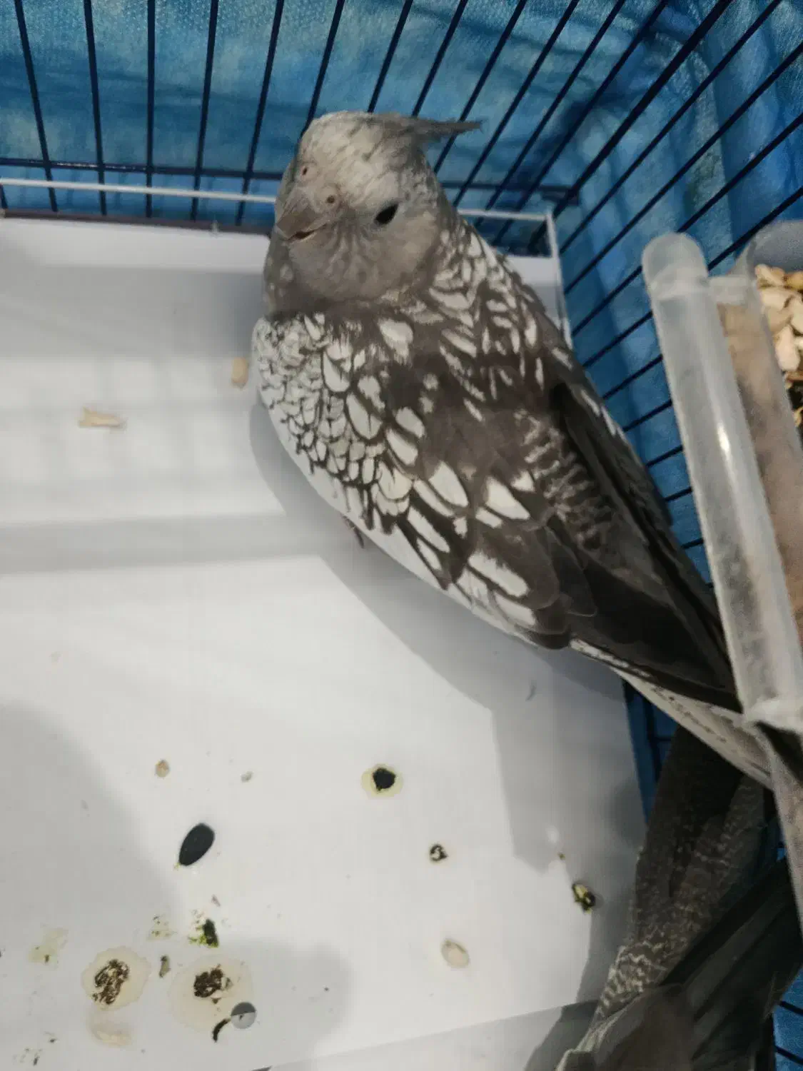 یک جفت عروس هلندی خوشگل|پرنده|اهواز, کوی سعدی|دیوار