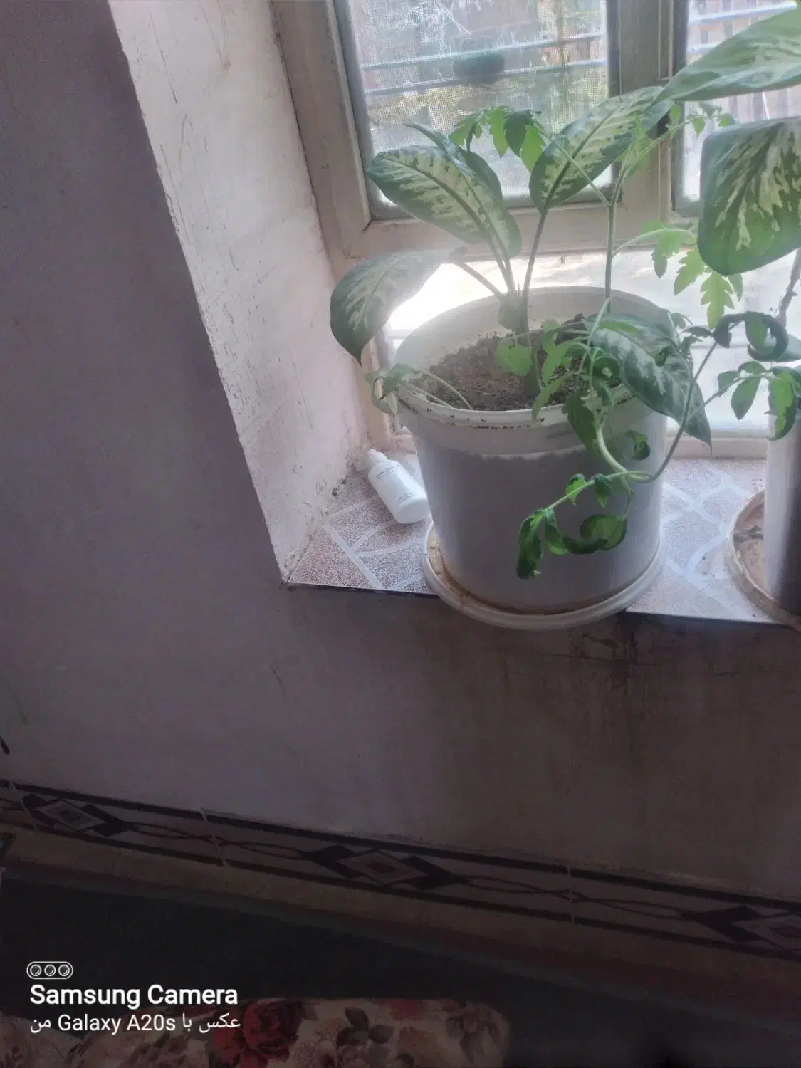 فروش گل|گل و گیاه طبیعی|یاسوج, |دیوار