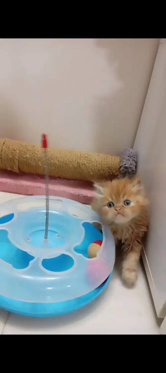 پرشین گارفیلدی|گربه|مشهد, پروین اعتصامی|دیوار