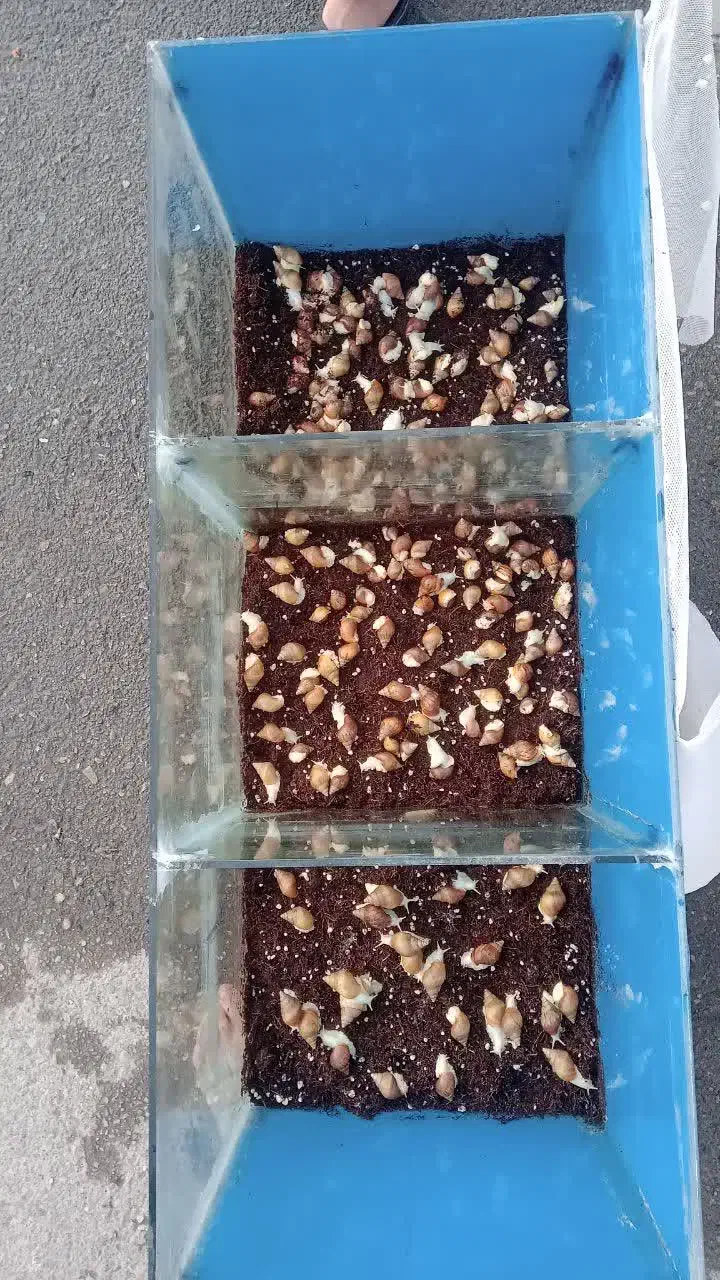 آکواریوم|ماهی|مشکین‌دشت, |دیوار