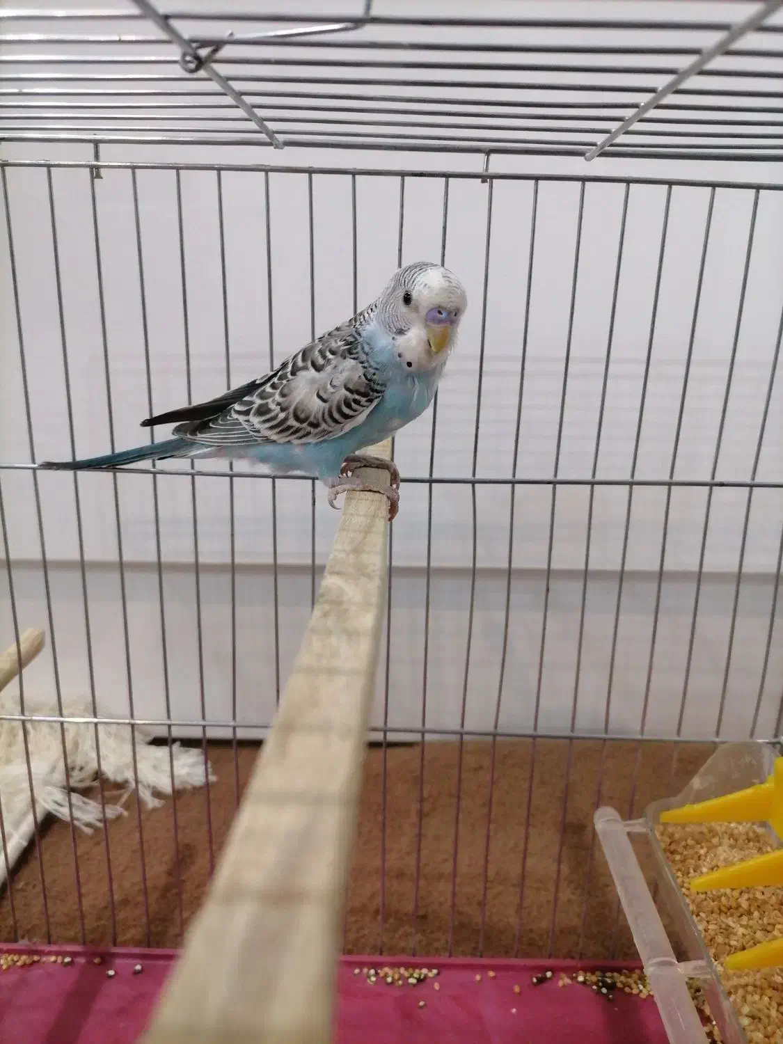 مرغ عشق|پرنده|کلاله, |دیوار