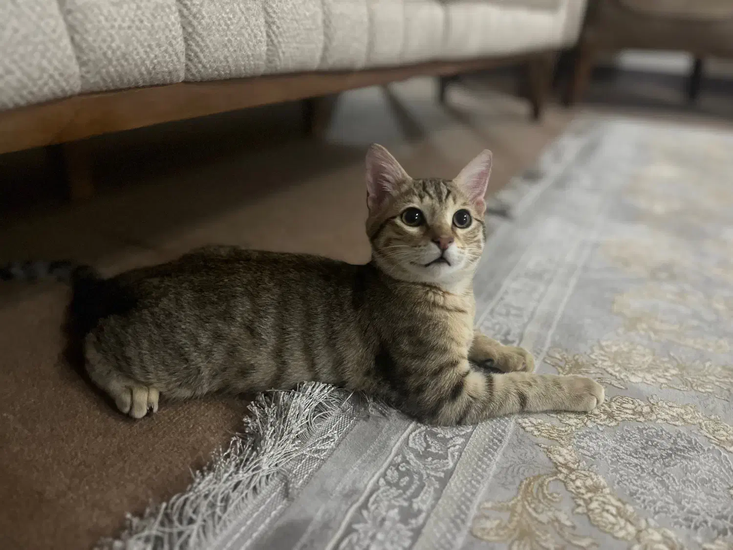 گربه DSH|گربه|اهواز, کوروش|دیوار