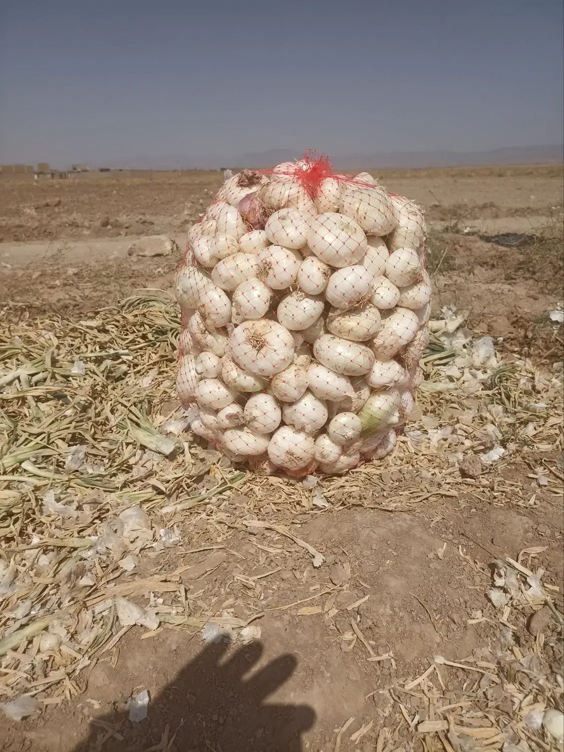 پیاز سفید محلی درجه 1|خوردنی و آشامیدنی|تربتحیدریه, کلاته توکلی|دیوار