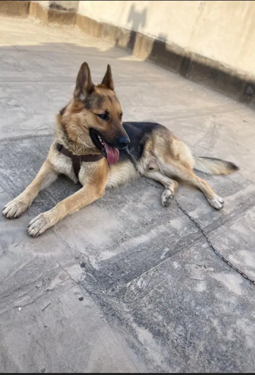 سگ ژرمن ۳ ساله|سگ|دزفول, |دیوار