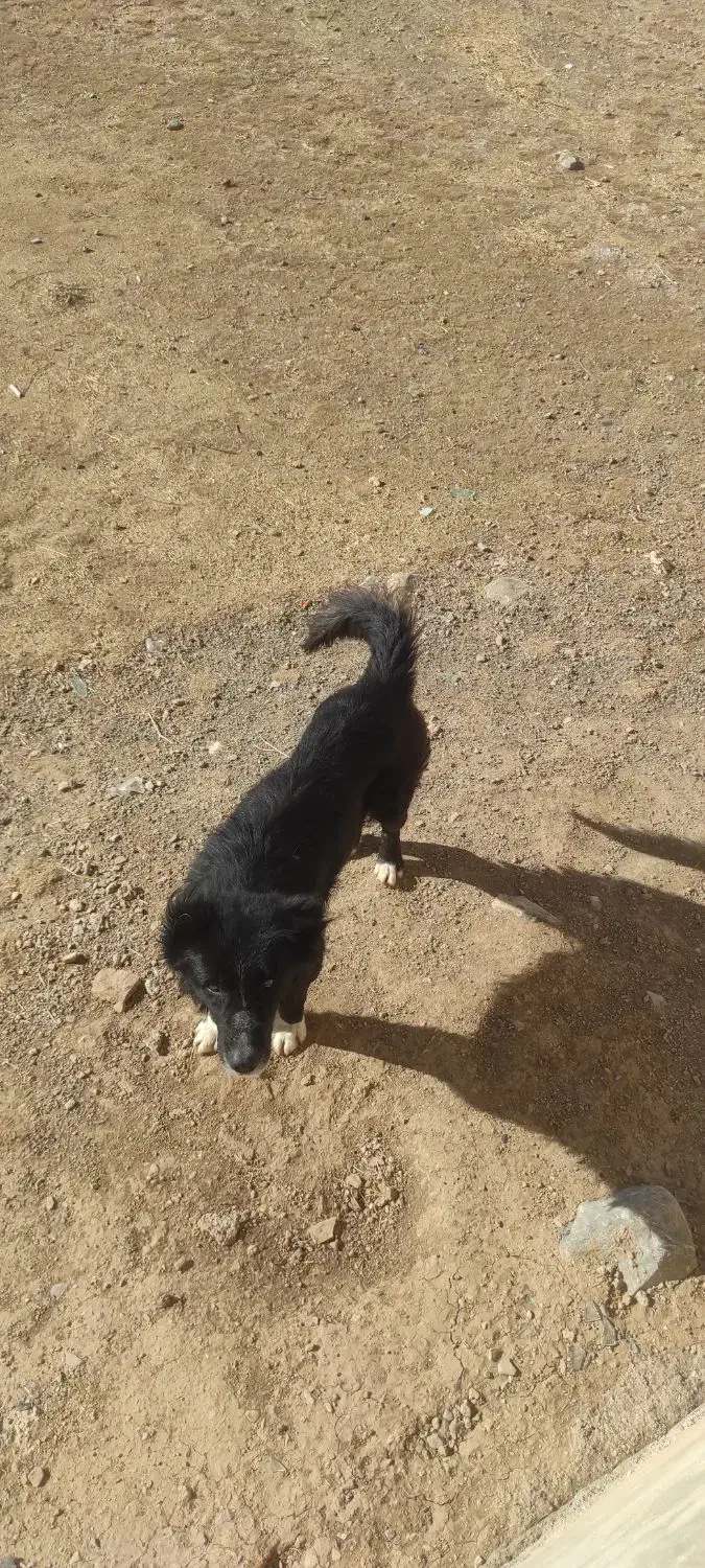 سگ سراب|سگ|نورآباد, |دیوار