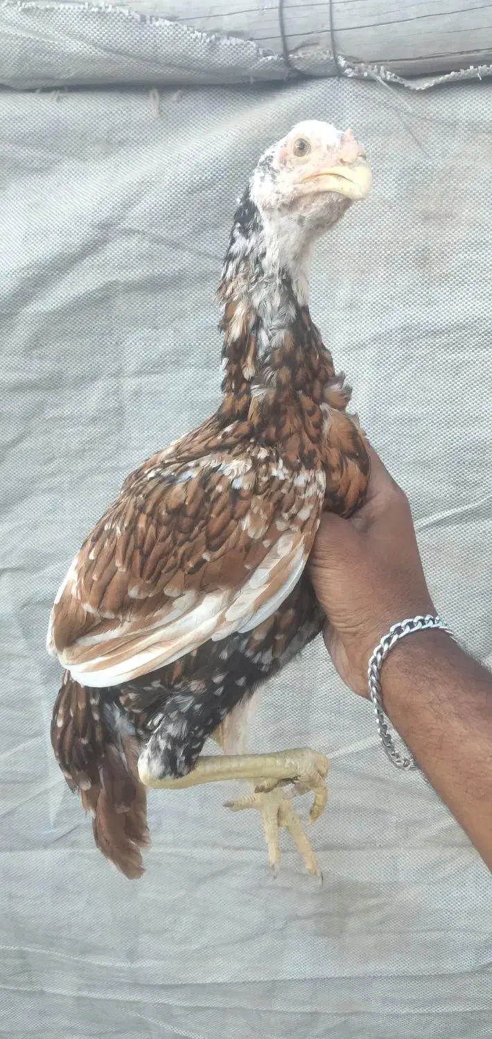 مرغ هندی پولکی نسل بالا وارداتی تضمینی|حیوانات مزرعه|میناب, |دیوار