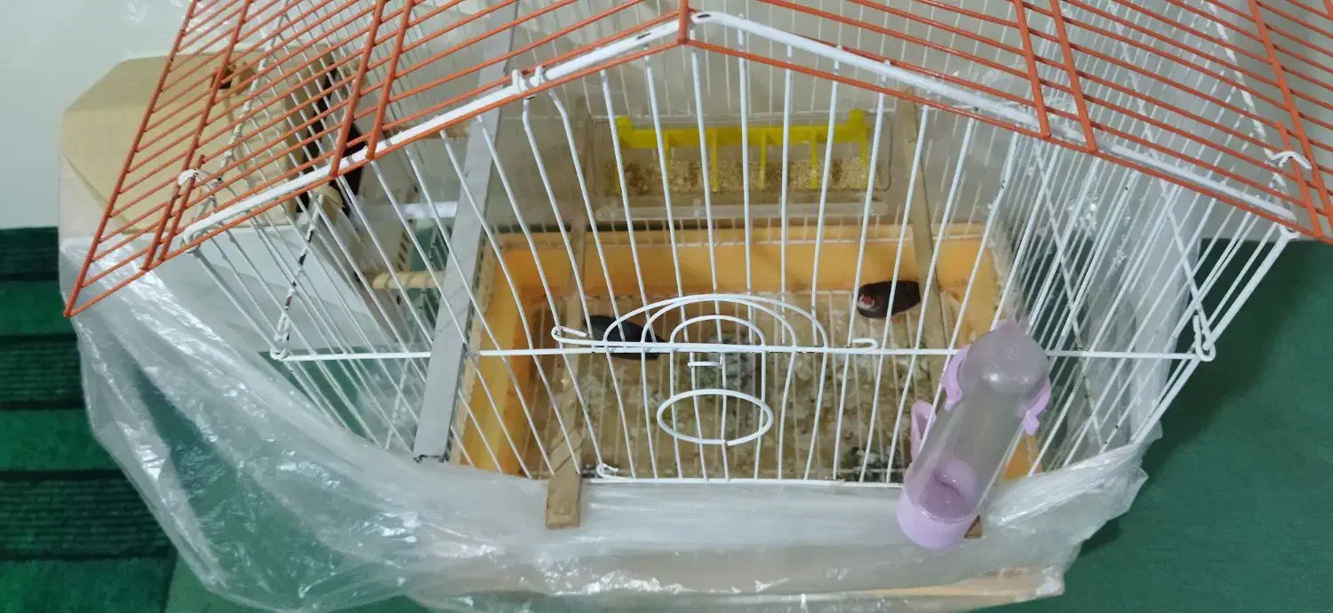 قفس و یک جفت فنج|پرنده|تبریز, |دیوار