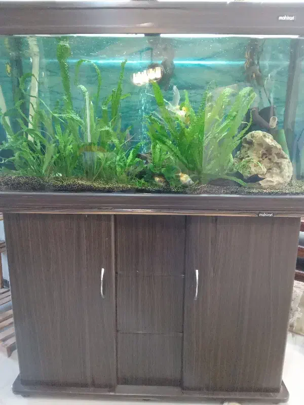 آکواریوم باتمام لوازم|ماهی|ساری, |دیوار