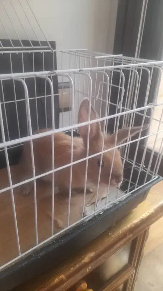 حیوان خرگوش|موش و خرگوش|تهران, پونک|دیوار