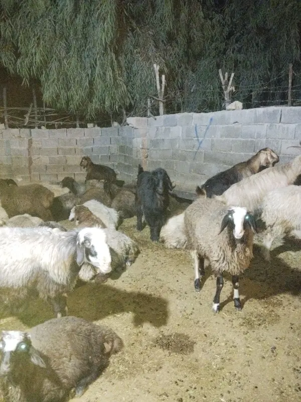 چپش|حیوانات مزرعه|دهدشت, |دیوار