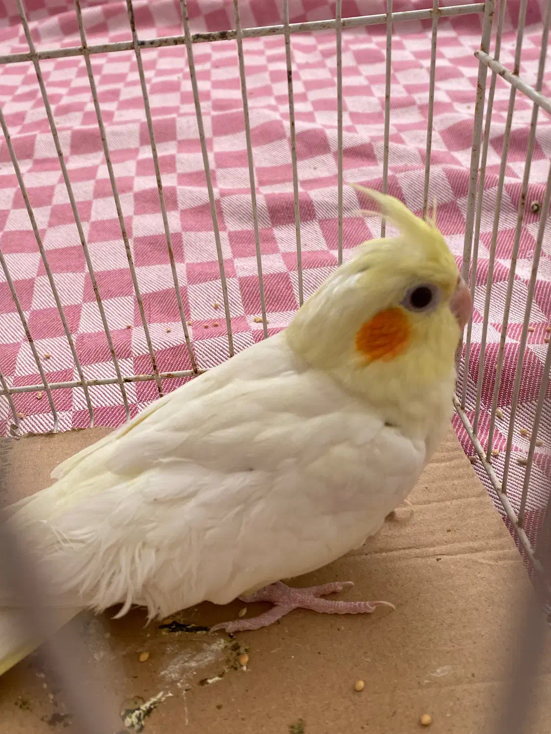 ۳ عدد جوجه لوتینو|پرنده|شیروان (خراسان), |دیوار