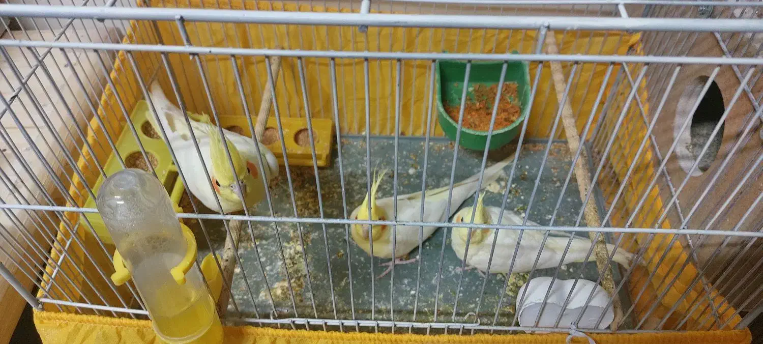 یه جفت مرغ عشق انگلسی یه جفت عروس هلندی لوتینو|پرنده|یزد, |دیوار