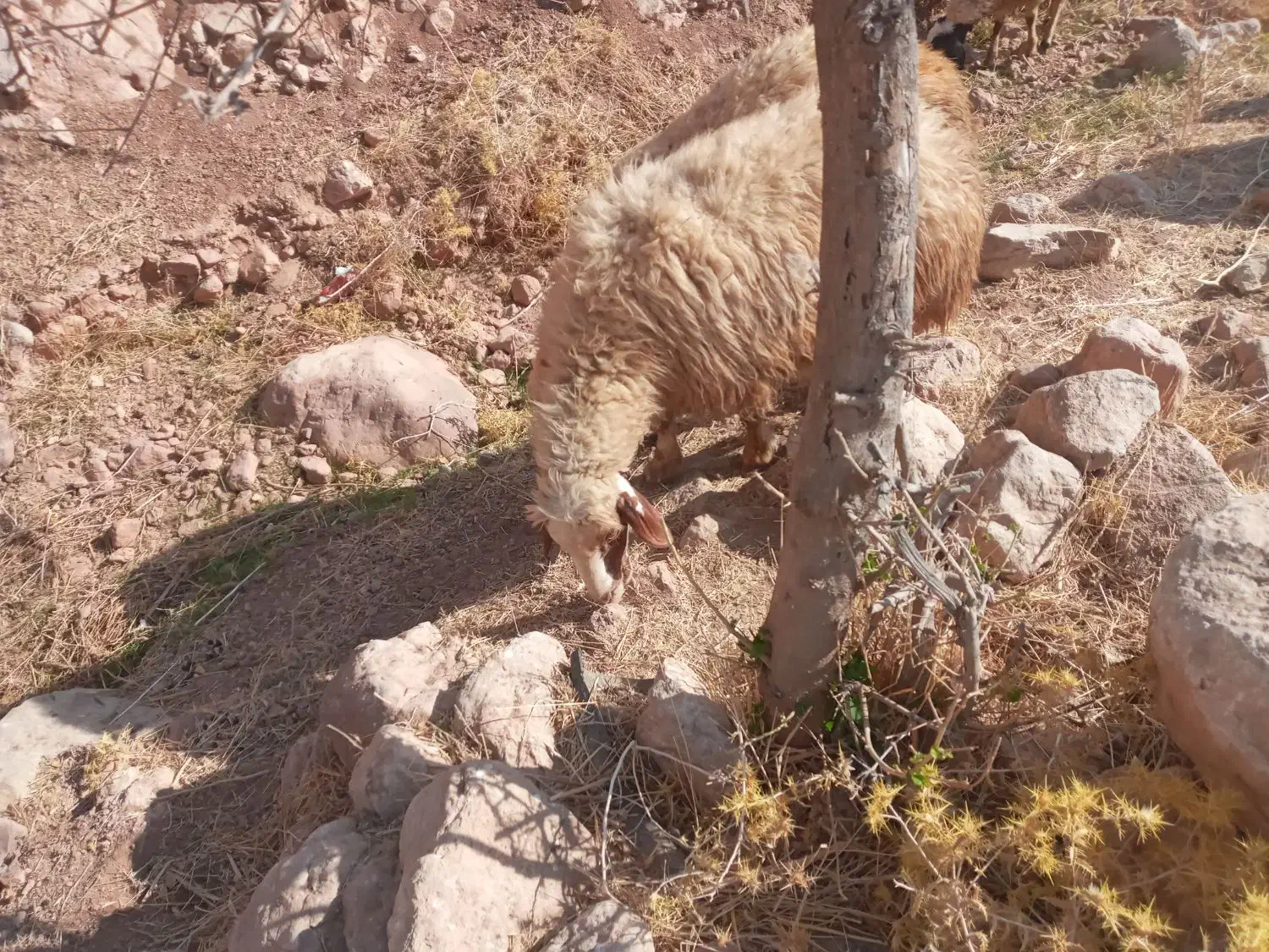 شیشک نازار|حیوانات مزرعه|سیروان, |دیوار