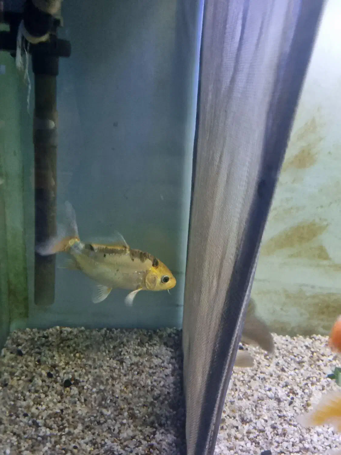 ماهی کوی پوست چرم ماده|ماهی|شهریار, شهریار|دیوار