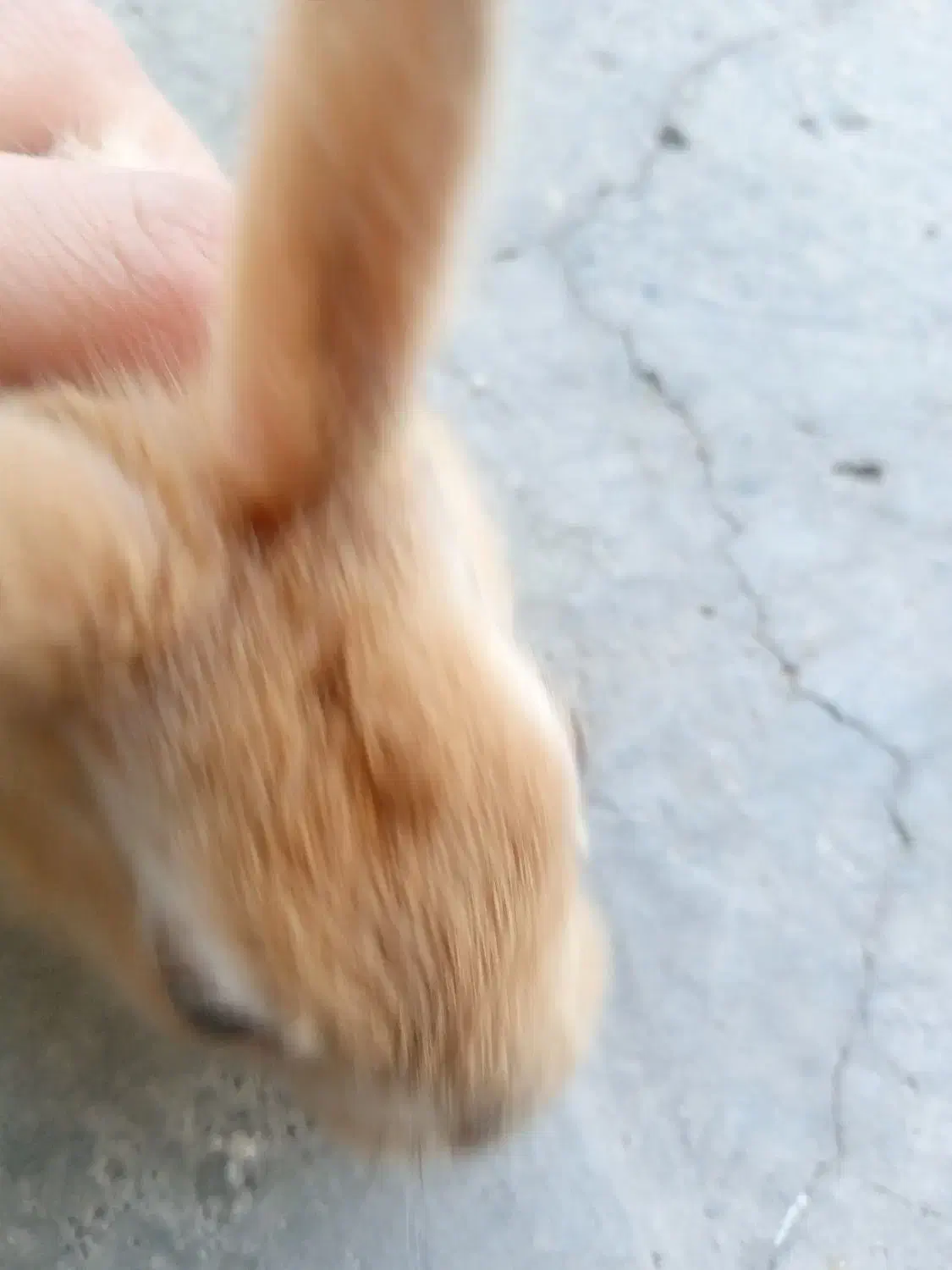 خرگوش|موش و خرگوش|ایذه, |دیوار