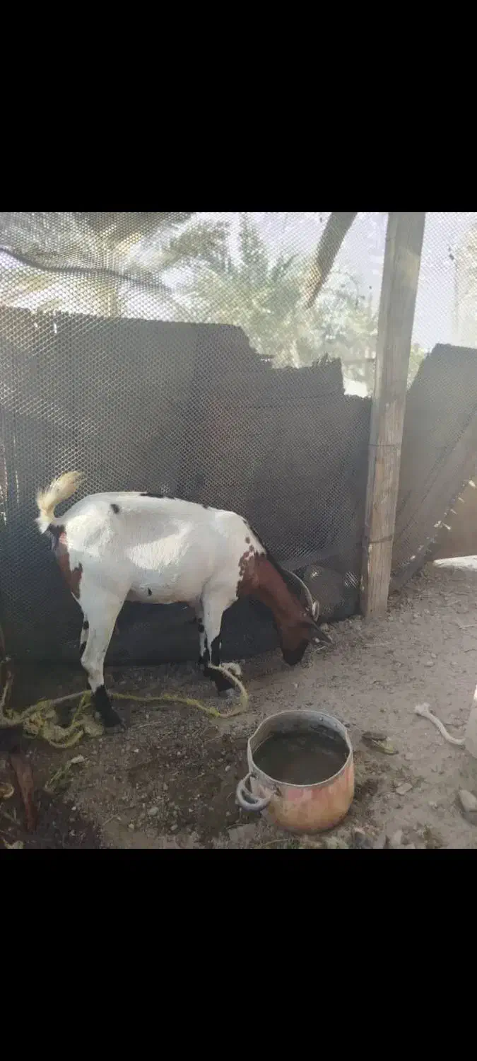 فروشی|حیوانات مزرعه|میناب, |دیوار